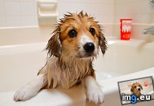 Tags: bath, kinda, likes (Pict. in My r/AWW favs)