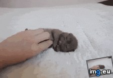 Tags: likes (GIF in My r/AWW favs)