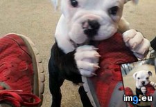Tags: gnaw, likes, shoes (Pict. in My r/AWW favs)