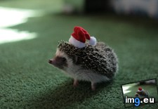 Tags: all, for, holidays, ready (Pict. in My r/AWW favs)