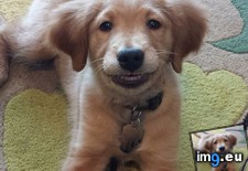 Tags: face, grin, puppy, stupidest (Pict. in My r/AWW favs)