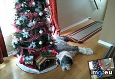 Tags: christmas, mad, spot, tree, usual (Pict. in My r/AWW favs)