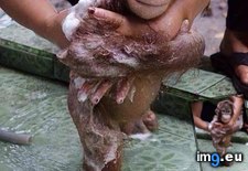 Tags: baby, bathing, headline, matter, orangutan (Pict. in My r/AWW favs)