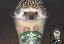 Tags: cup, hedgehog (Pict. in My r/AWW favs)