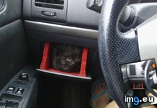 Tags: car, holder, kitten (Pict. in My r/AWW favs)