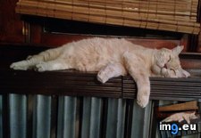 Tags: arrived, cold, favorite, our, radiators, snap, time, turned, year (Pict. in My r/AWW favs)