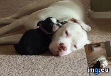 Tags: big, brother, cuddling, puppy (Pict. in My r/AWW favs)