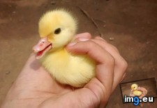Tags: duck (Pict. in My r/AWW favs)