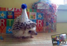 Tags: birthday, happy, hedgehog, hey, niffler, say (Pict. in My r/AWW favs)