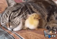 Tags: hey, wake (GIF in My r/AWW favs)