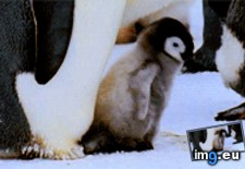 Tags: hooray (GIF in My r/AWW favs)