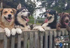 Tags: brutes, dog, greet, sitting, weekend (Pict. in My r/AWW favs)
