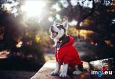 Tags: husky, sweater, wearing (Pict. in My r/AWW favs)