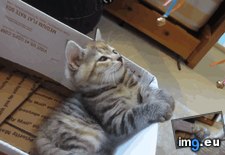 Tags: bell, hypnotized (GIF in My r/AWW favs)