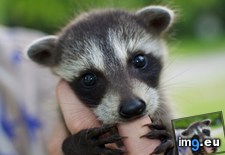 Tags: baby, raccoon (Pict. in My r/AWW favs)
