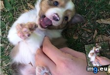 Tags: can, friend, get, how, precious, puppy (Pict. in My r/AWW favs)