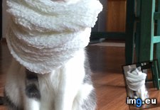 Tags: cat, cold, cozy, gave, mini, purring, scarf, stopped (Pict. in My r/AWW favs)