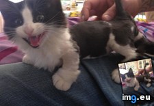 Tags: gave, haircut, kitten, munchkin (Pict. in My r/AWW favs)