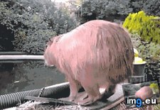 Tags: give (GIF in My r/AWW favs)