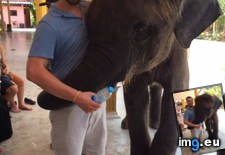 Tags: baby, elephant, hug (Pict. in My r/AWW favs)