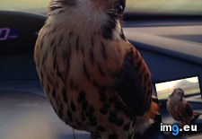 Tags: cutest, falcon (Pict. in My r/AWW favs)