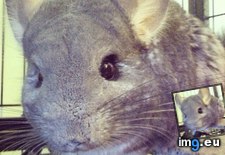 Tags: chinchillas, girl, lilly (Pict. in My r/AWW favs)