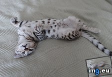 Tags: belly, decided, kitten, rub, time (Pict. in My r/AWW favs)