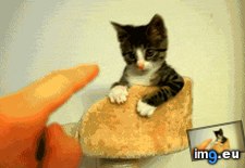 Tags: mess (GIF in My r/AWW favs)