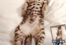 Tags: kitty, morning, not, person (GIF in My r/AWW favs)