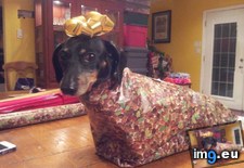 Tags: broken, happy, holidays, out, paper, surprised, wrapping (Pict. in My r/AWW favs)