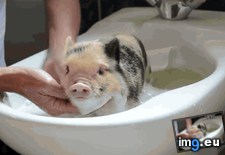 Tags: cleanest, pig (GIF in My r/AWW favs)