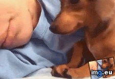 Tags: tired (GIF in My r/AWW favs)