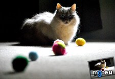 Tags: cat, find, formation, poofy, put, sort, toys (Pict. in My r/AWW favs)