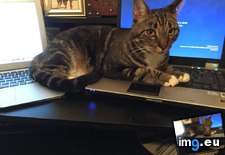 Tags: clever, laptop, thinking (Pict. in My r/AWW favs)