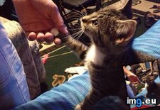 Tags: adorable, hand, handshake, intention, petting, reached, received (Pict. in My r/AWW favs)