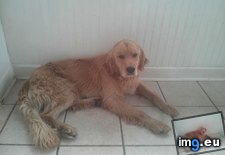Tags: atlanta, golden, hanging, out, picture, rescued, retriever, story, summer, was, wilds (Pict. in My r/AWW favs)