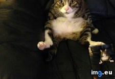 Tags: cat, fat, man, old, reincarnated, was (Pict. in My r/AWW favs)