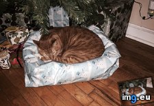 Tags: gift, xmas (Pict. in My r/AWW favs)