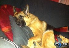 Tags: couch, favourite, german, shepherd, spot (Pict. in My r/AWW favs)