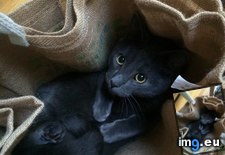 Tags: bags, bit, heavy, shopping, thought (Pict. in My r/AWW favs)