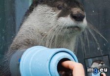 Tags: hands, otter, shake (Pict. in My r/AWW favs)