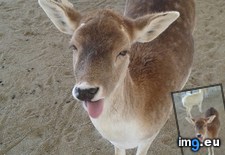 Tags: deer, picture, sneezed (Pict. in My r/AWW favs)
