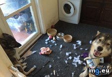 Tags: killed, one, pups, toy (Pict. in My r/AWW favs)