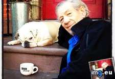 Tags: dog, ian, mckellen (Pict. in My r/AWW favs)