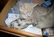 Tags: early, ferrets, grow, him, introducing, kitten, was, watch, worried (Pict. in My r/AWW favs)