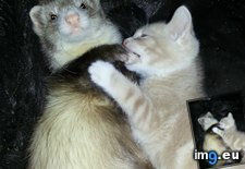 Tags: early, ferrets, grow, him, introducing, kitten, was, watch, worried (Pict. in My r/AWW favs)