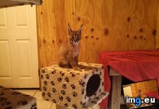 Tags: caracal, for, kitten, meet, naja, place (Pict. in My r/AWW favs)