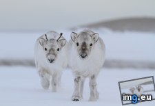 Tags: baby, how, reindeer (Pict. in My r/AWW favs)