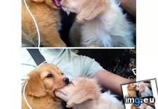 Tags: did, end, kiss (Pict. in My r/AWW favs)