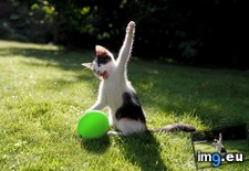 Tags: balloons, cat, cute, evil, fight, fighting, good (Pict. in My r/AWW favs)